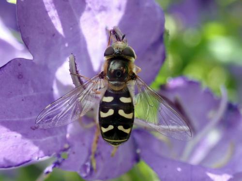 Réf. 268 306 : Scaeva pyrastri